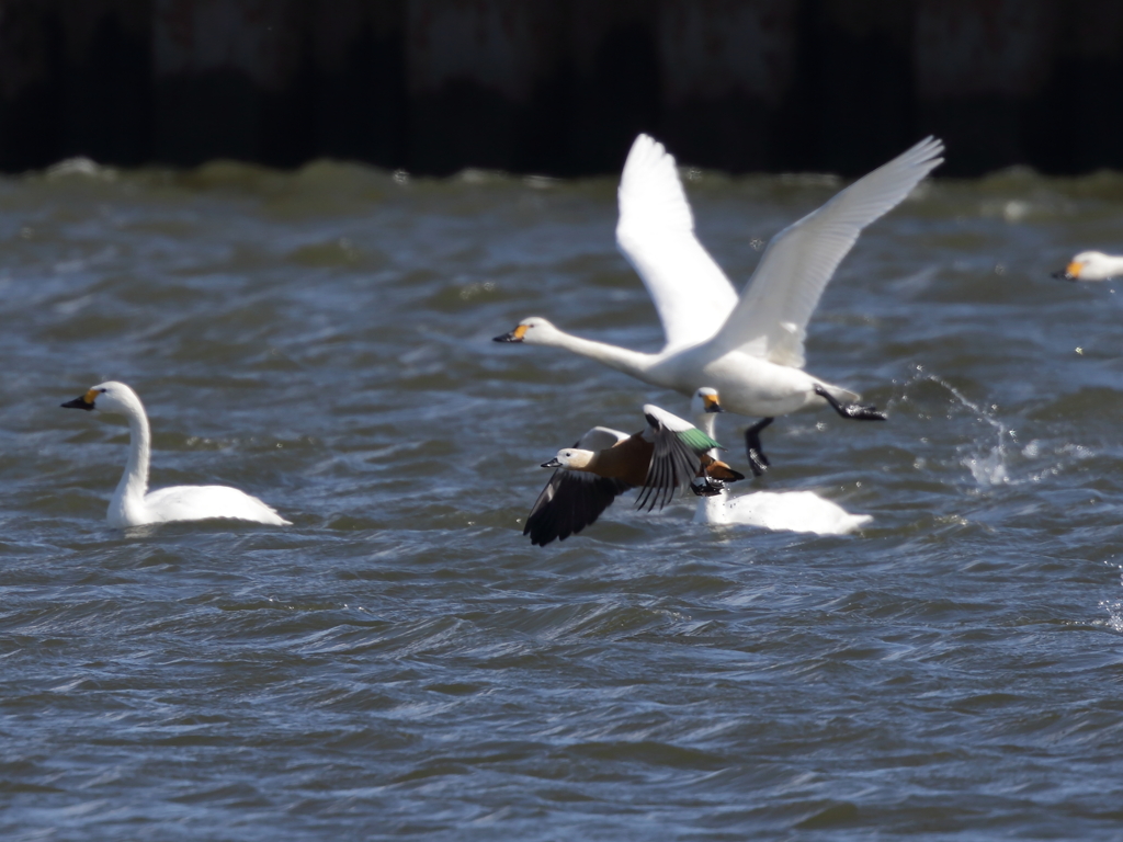 アカツクシガモ