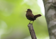 ミソサザイ　ギャラリー