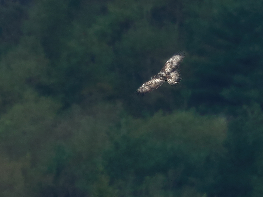 ゴールデンイーグル