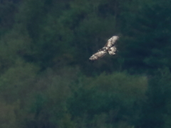 ゴールデンイーグル