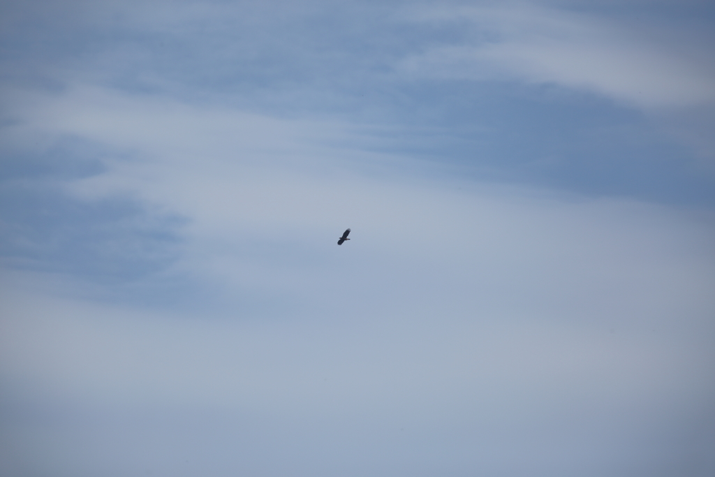 イヌワシの空