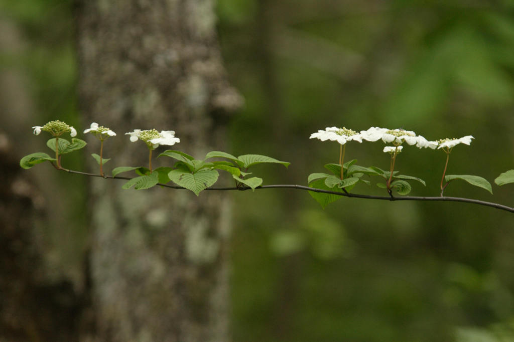 キレイに並んで