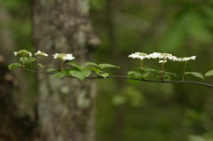 キレイに並んで