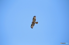 竜飛岬　ノスリ