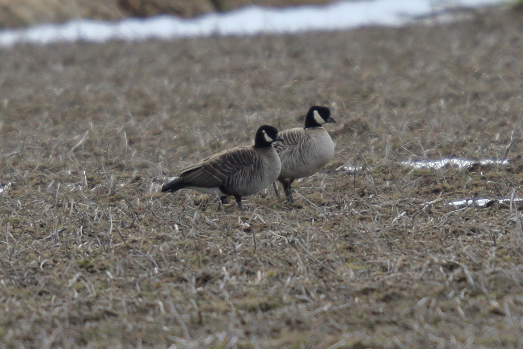 シジュウカラガン