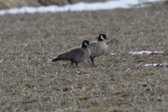 シジュウカラガン