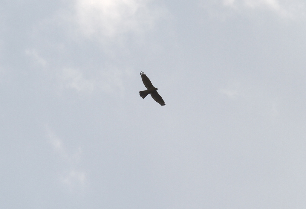 オオ～タカだ！