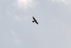 オオ～タカだ！