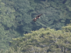 Golden Eagle―イヌワシ
