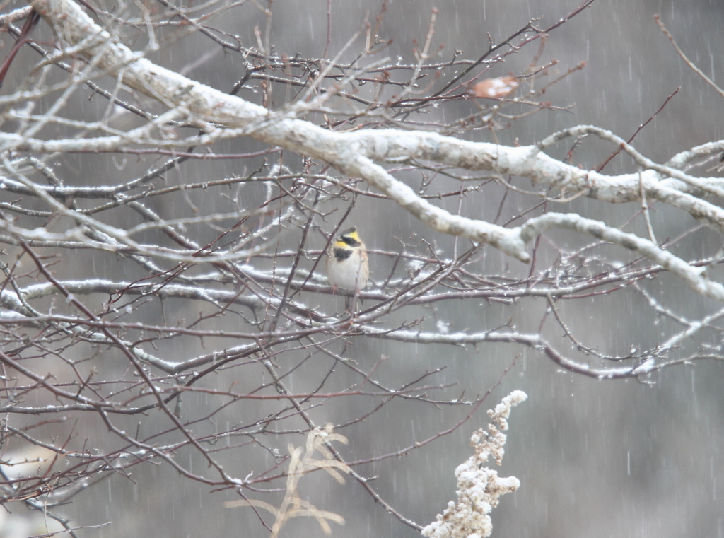 雪の小枝に　ミヤマホオジロ