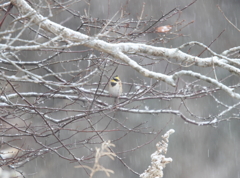 雪の小枝に　ミヤマホオジロ