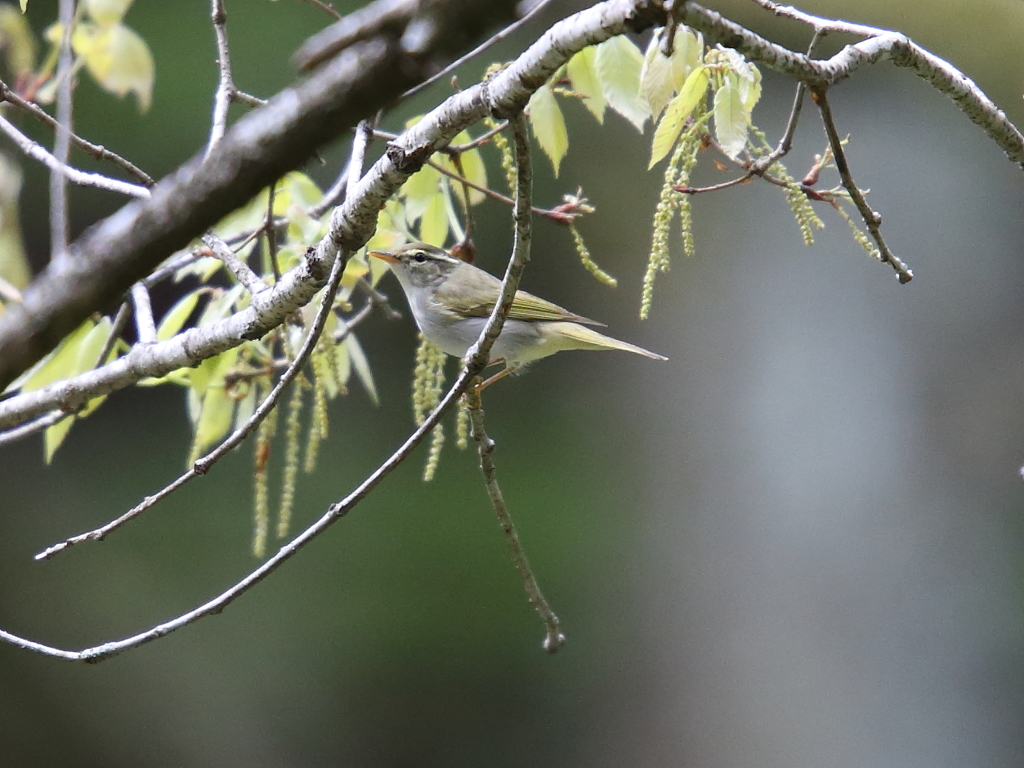 センダイムシクイ