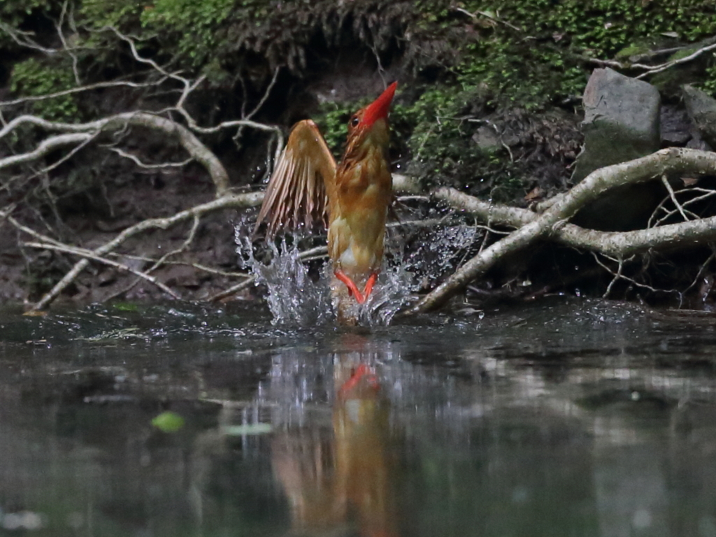 アカショウビン