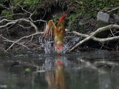 アカショウビン