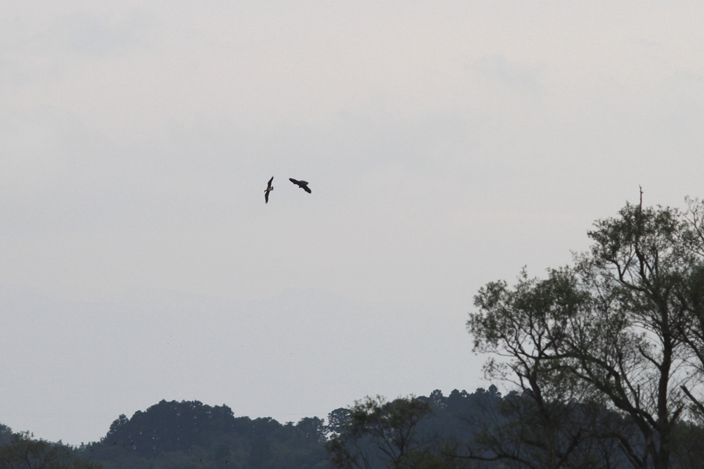 ハヤブサの狩③
