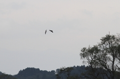 ハヤブサの狩③