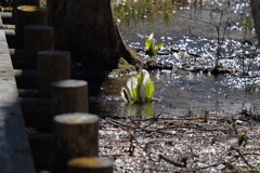 ミズバショウ