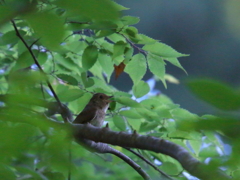 ノゴマ♀