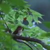 ノゴマ♀
