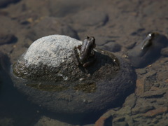 カジカガエル