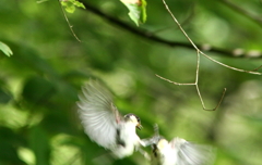 シジュウカラ②