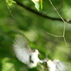 シジュウカラ②