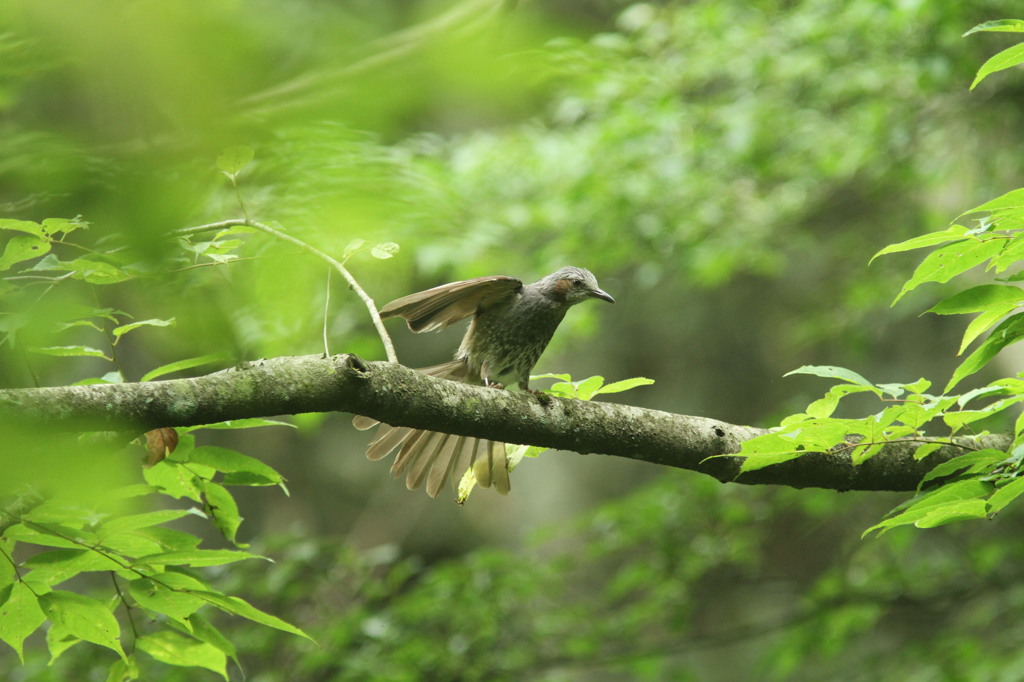 なんだヒヨちゃんか・・②