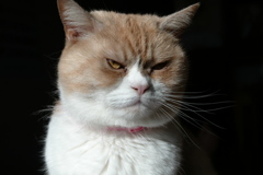 むずかしいかな？