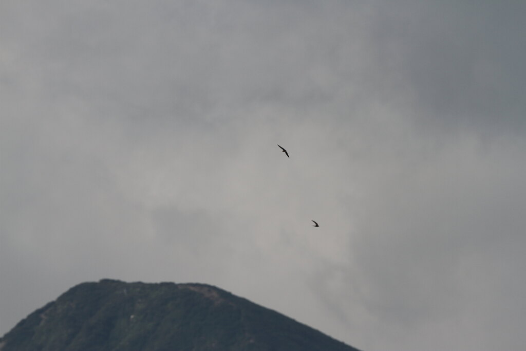 ハリオアマツバメ