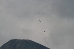 ハリオアマツバメ