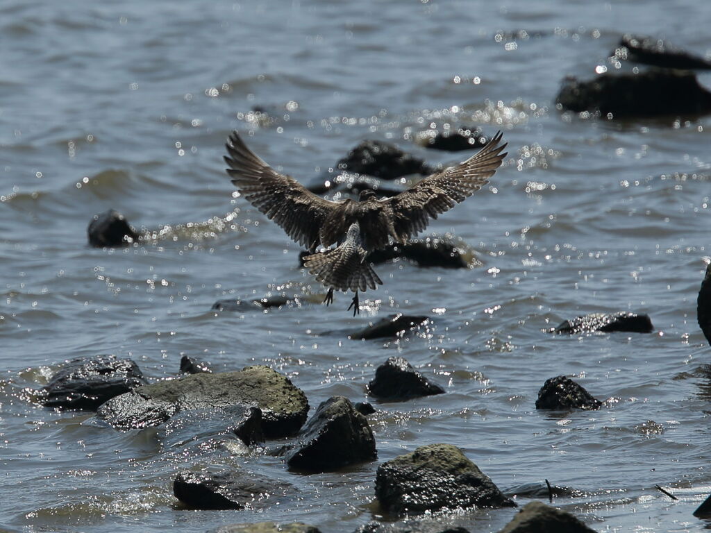 チュウシャクシギ