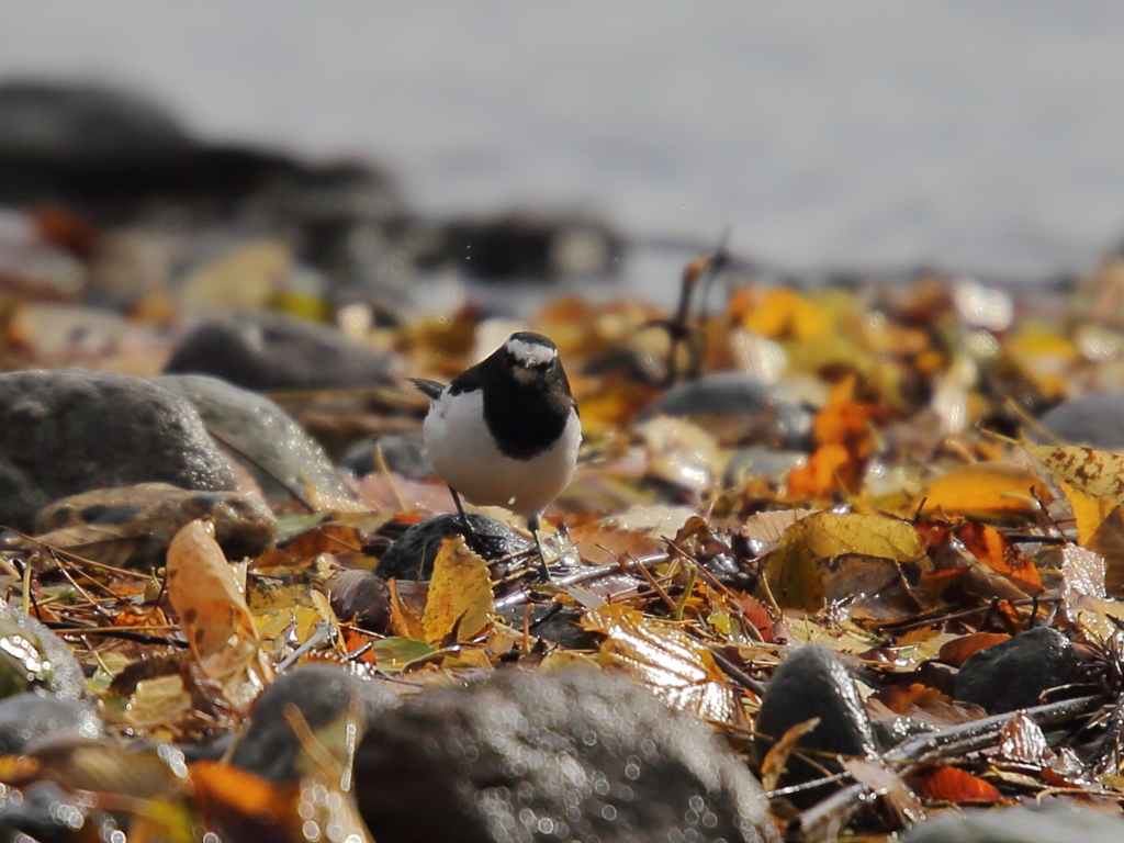 セグロセキレイ