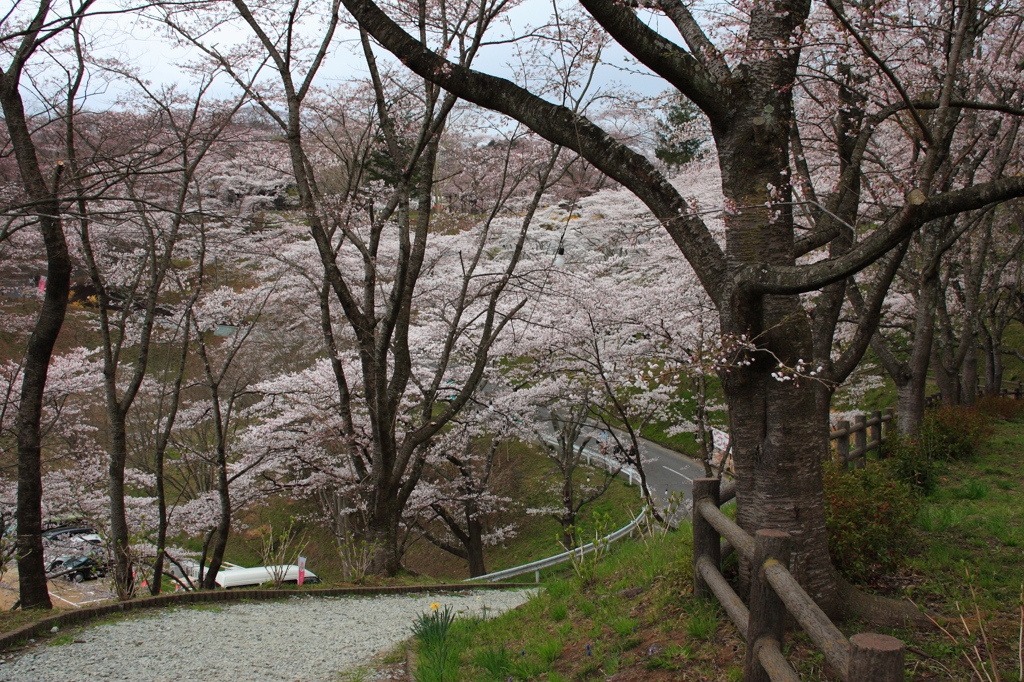 さくら　船岡城跡