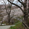 さくら　船岡城跡