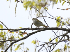 センダイムシクイ