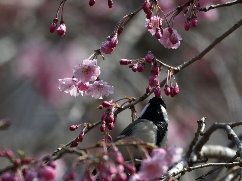 桜と野鳥