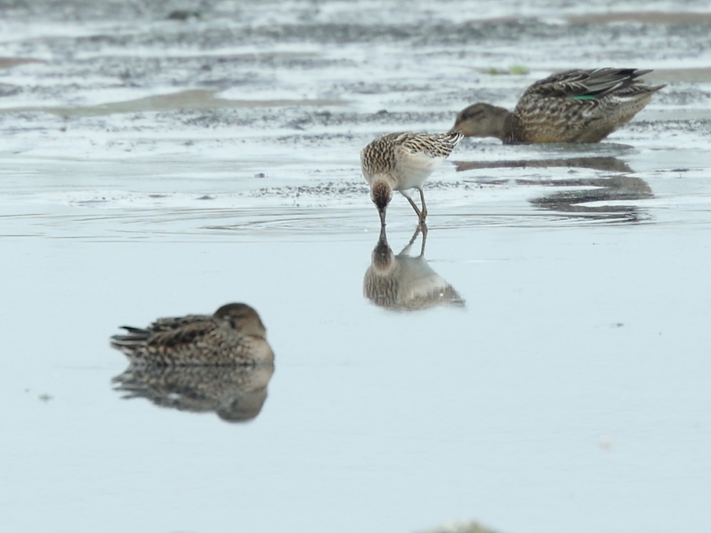 アメリカウズラシギ