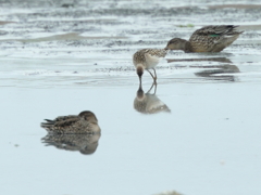 アメリカウズラシギ