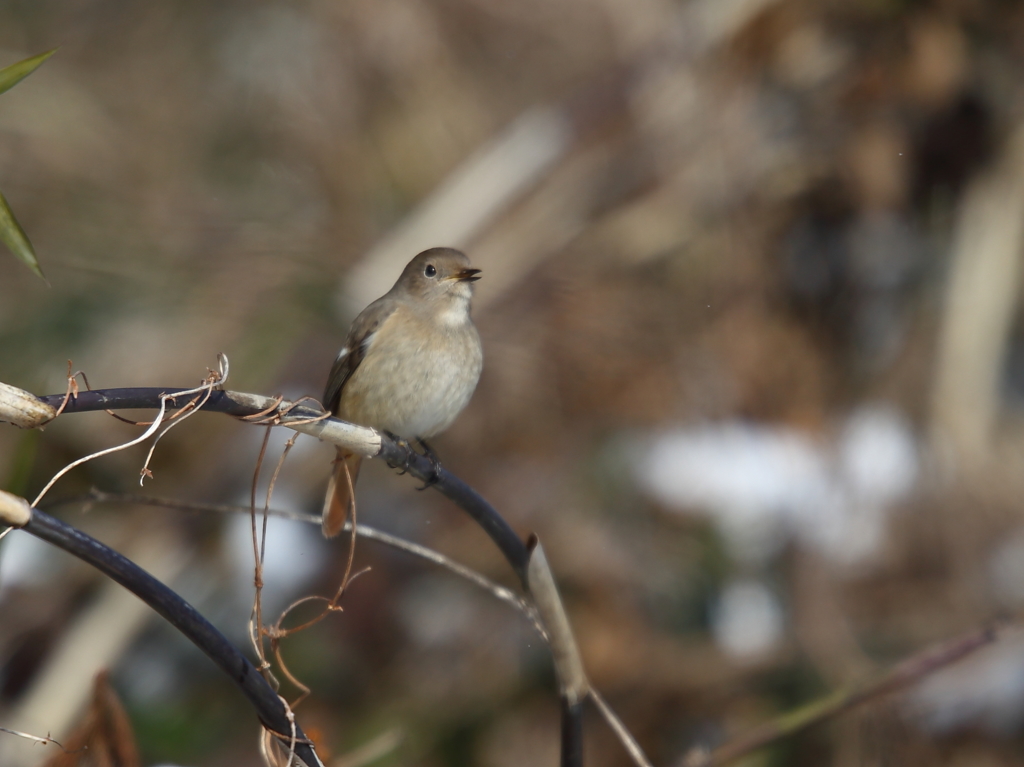 ジョウビタキ♀
