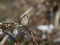 ジョウビタキ♀
