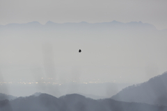 イヌワシ波状飛行　４０