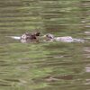 カイツブリ