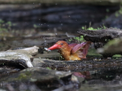 アカショウビン