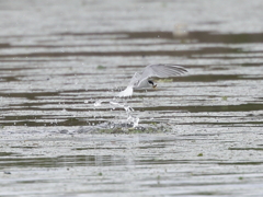 大沼の野鳥