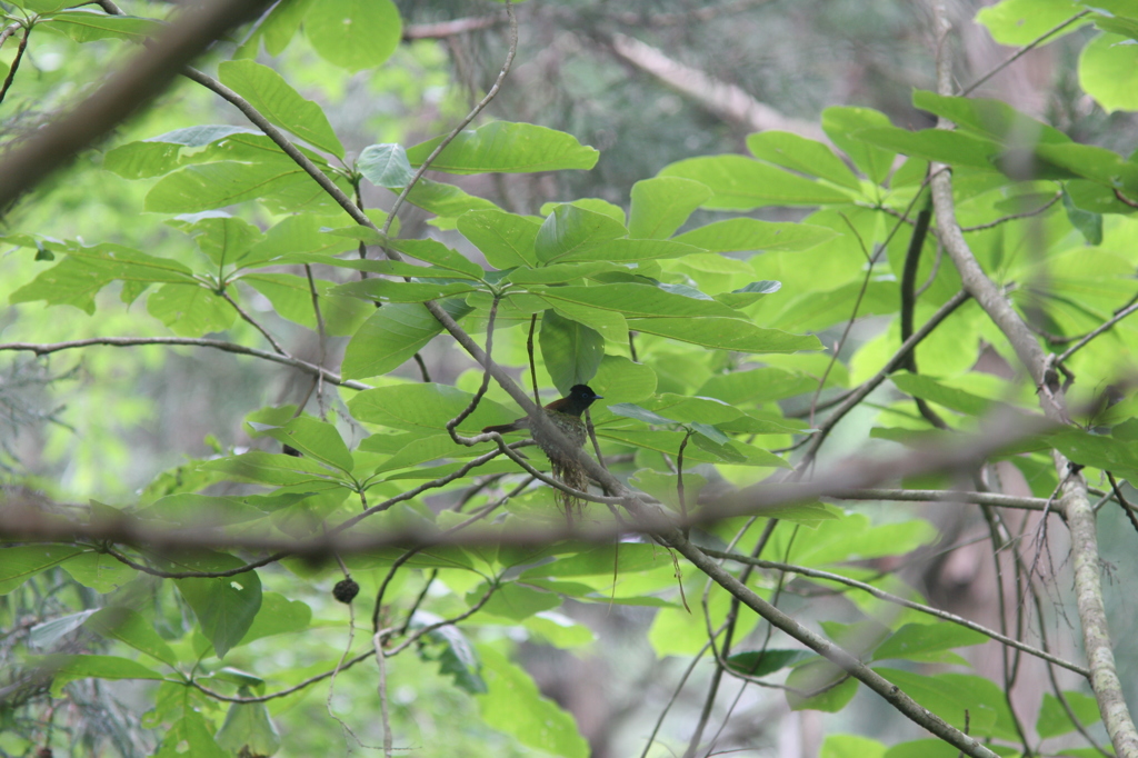 今日のサンちゃん