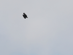 イヌワシ波状飛行⑯