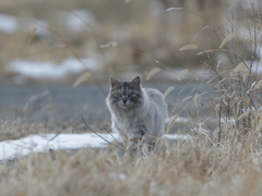 荒野のハンター