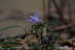 山の花
