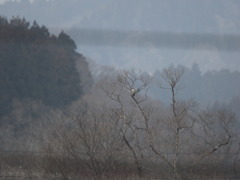 オオタカ
