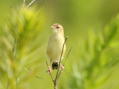 美鳥